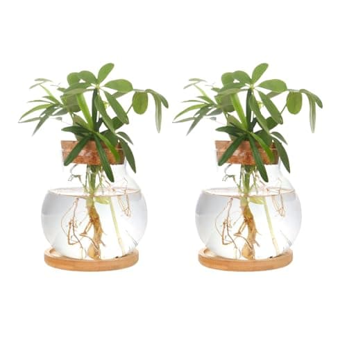 CHPINDAM Plant Propagation Station,Hydroponic Glass Container Vase Jars, with Wooden Saucer for Desks, Houses, Garden Decorations, Home Kitchen Decorations and Gifts for Plant Lovers (2)