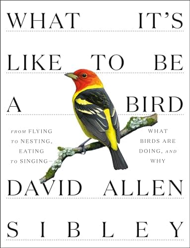 What It's Like to Be a Bird: From Flying to Nesting, Eating to Singing--What Birds Are Doing, and Why (Sibley Guides)