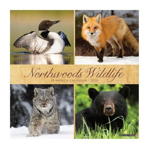 Willow Creek Press, Northwoods Wildlife 2026 Wall Calendar, 12'' X 12'', 18-Month Calendar with Stapled Binding