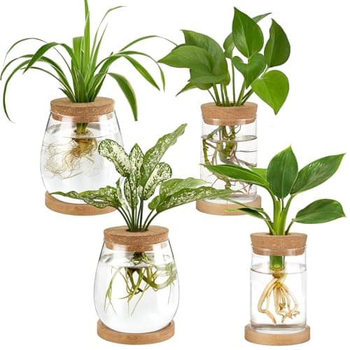 Dahey 4 Pcs Plant Propagation Stations Desktop Propagated Plant Jars Terrarium Glass Planters with Wooden Base and Lid Hydroponic Vase for Indoor Plants Tabletop Home Office Decor