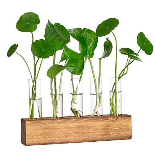 YIBOT Propagation Stations, Plant Terrarium with Wooden Stand, Birthday Gardening Gifts for Women Mom Plant Lovers,Home Office Desk Decor, 5 Glass Test Tubes Vases