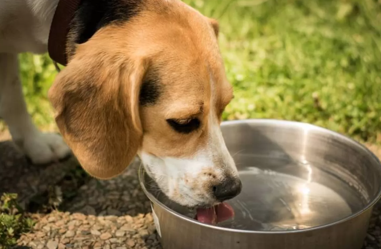 Water Bowls for Pet