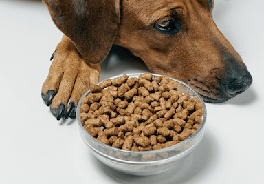 Dry Dog Foods