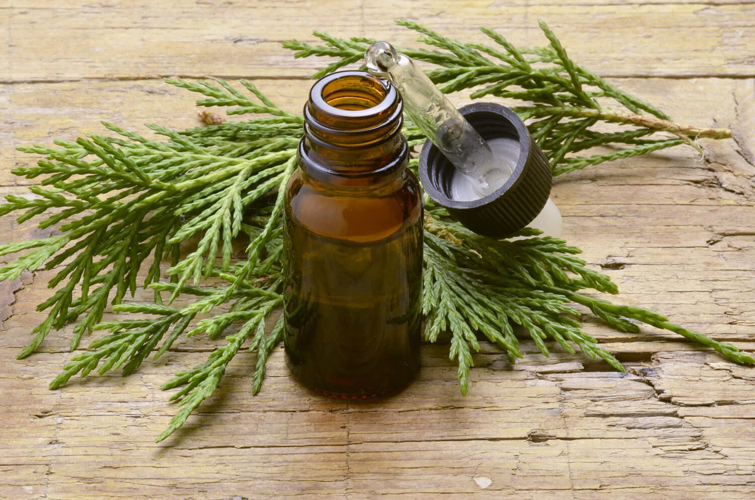 Cypress Essential Oils