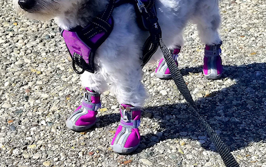 Shoes for Small Dogs