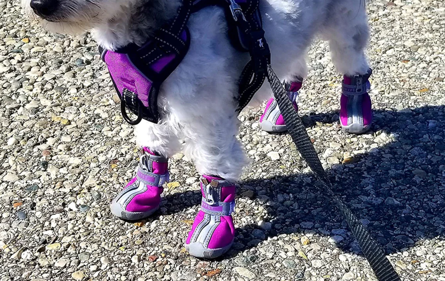 Shoes for Small Dogs