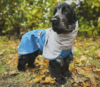 Dog Raincoats