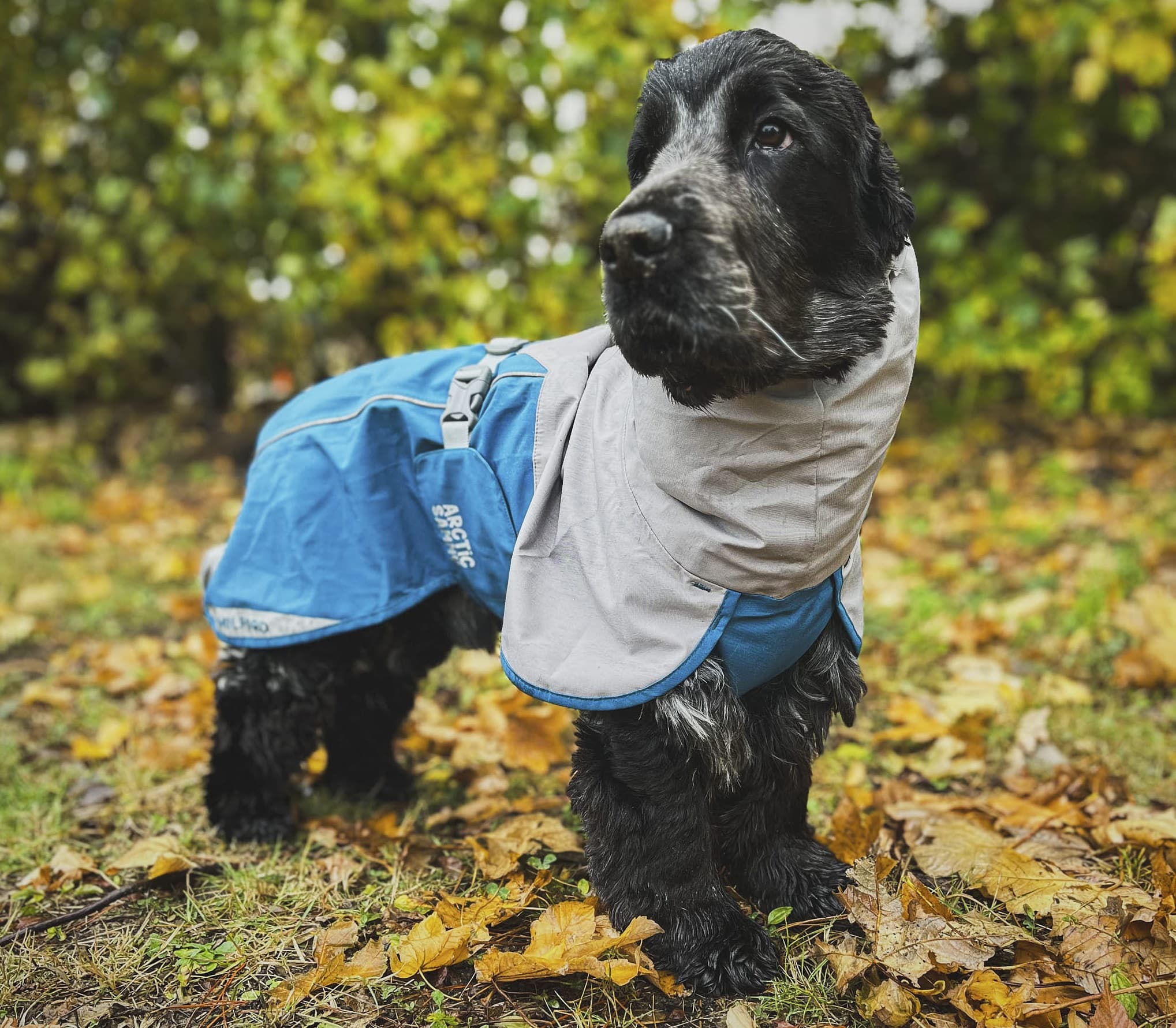 Dog Raincoats