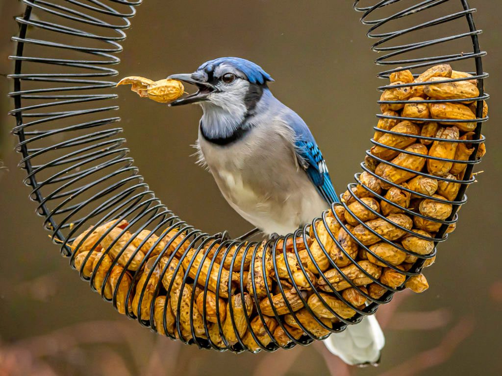 Bird Feeders