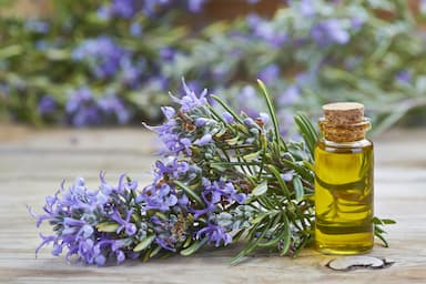 Rosemary Hair Oils