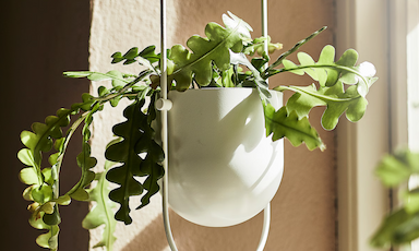 Hanging Planters