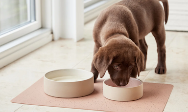 Dog Bowls