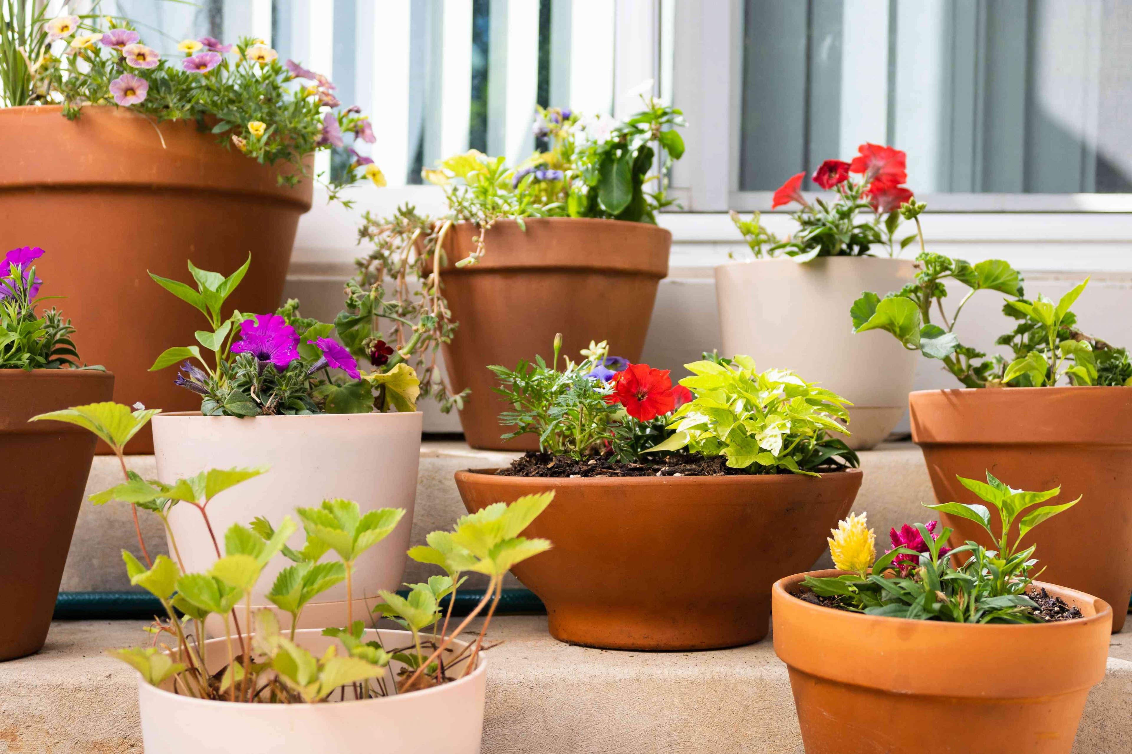 Containers for Gardening