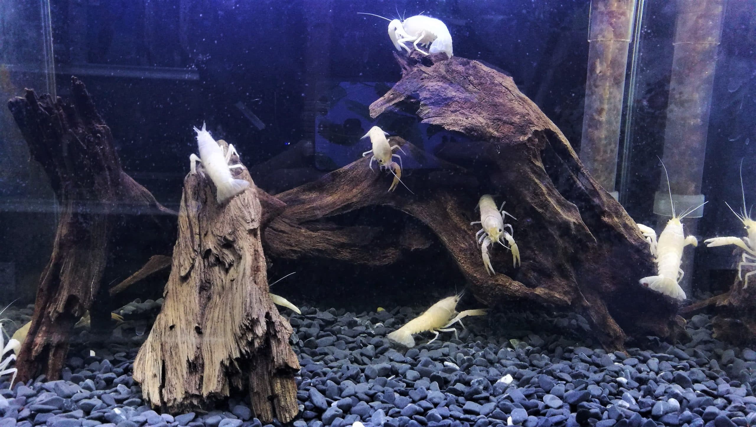 Driftwoods for Aquarium