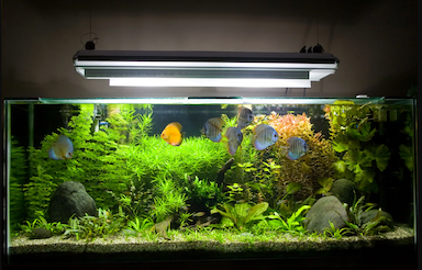 Fish Tank Lights