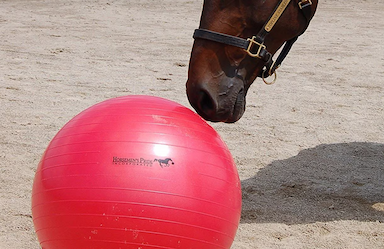 Toys for Horses