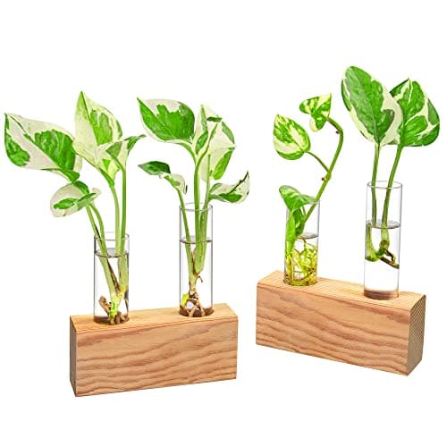 Best Propagation Glass Vases #7 from IVOLADOR I Propagation Station, Plants Terrarium, Plants Lover Gifts for Women,Plant Cutting Holder Home décor,Gifts for Women,House Warming New Home-4 Tubes-Beige